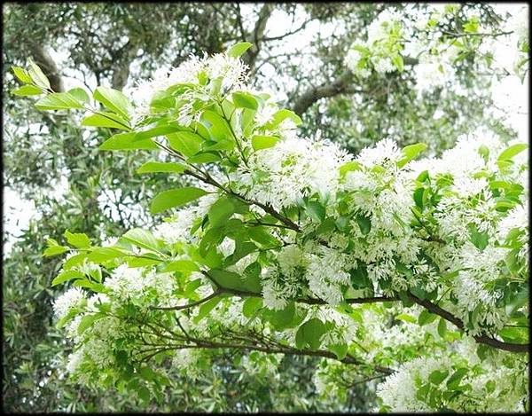 大湖紀念公園紫藤花_003.jpg