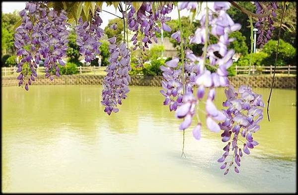 大湖紀念公園紫藤花_037.jpg