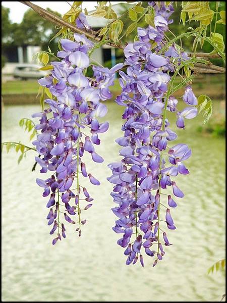 大湖紀念公園紫藤花_071.jpg