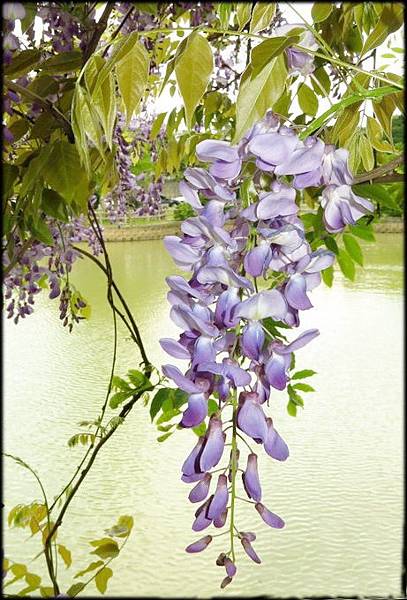 大湖紀念公園紫藤花_074.jpg