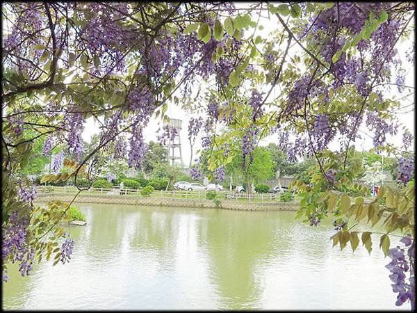 大湖紀念公園紫藤花_076.jpg