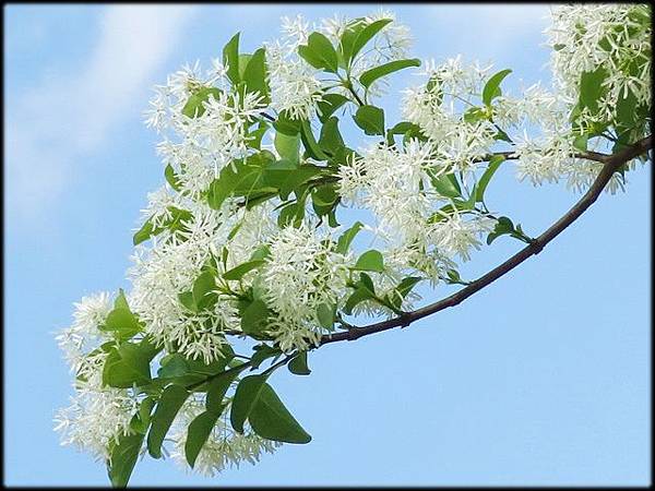 大湖紀念公園紫藤花_096.jpg