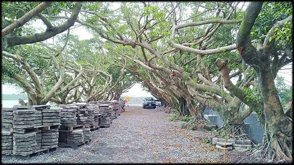 東港公園林間步道-1_012.jpg