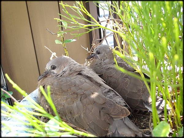 生態 班鳩孫回家 1 52 Jpg 花草世界 痞客邦