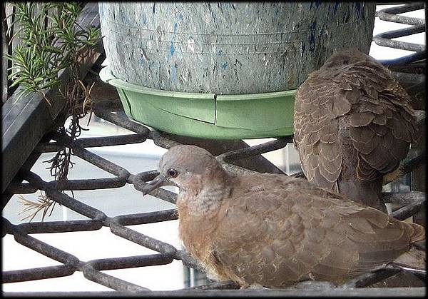 生態 班鳩孫回家 1 56 Jpg 花草世界 痞客邦