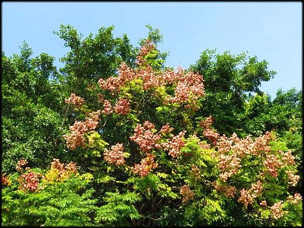 崇義公園步道_120.jpg