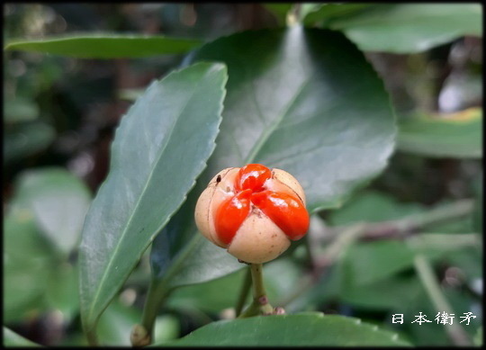 2019植物園_100814.jpg