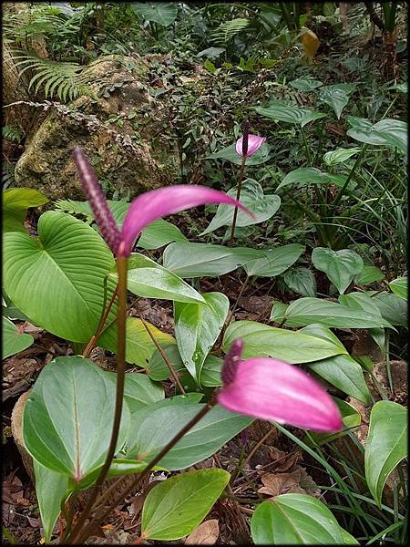 2019植物園_100842.jpg