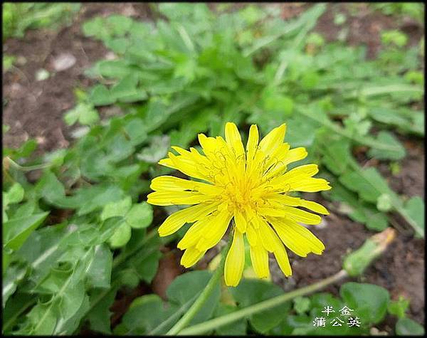 2019植物園風玲花_033.jpg