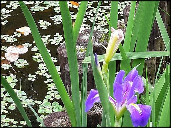 2019植物園風玲花_055.jpg