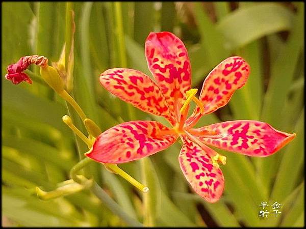 2019植物園風玲花_080.jpg