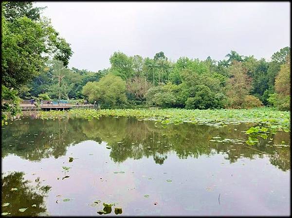 2019植物園風玲花_082.jpg