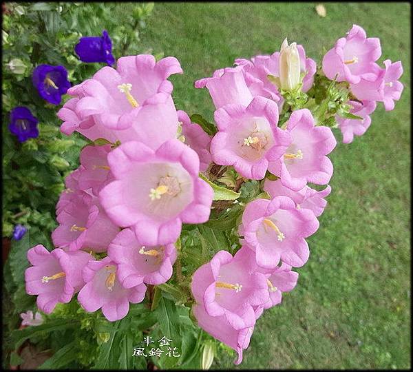 2019植物園風玲花_089.jpg