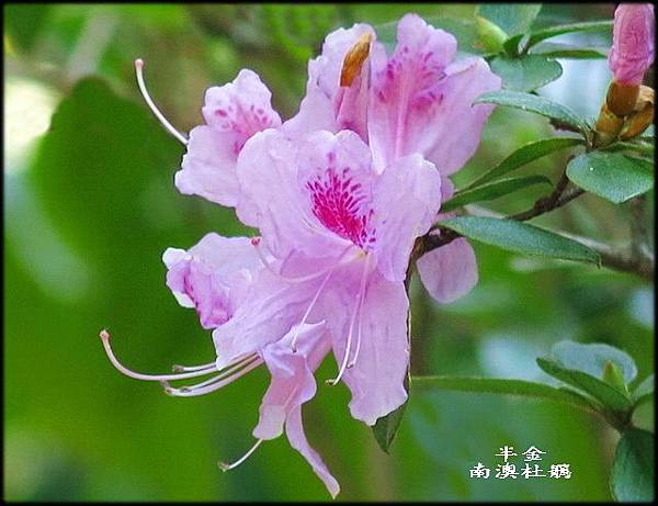 2020非洲芙蓉_005.jpg