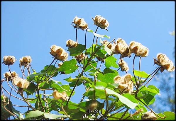 2020非洲芙蓉_011.jpg