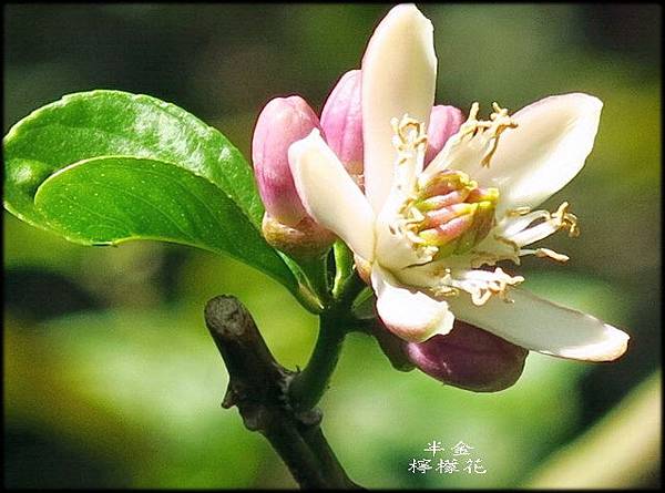 2020非洲芙蓉_016.jpg