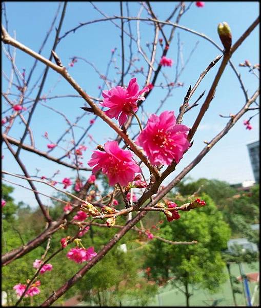 鶯歌永吉公園_058.jpg