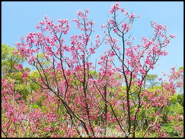 壽山岩公園賞櫻_009.jpg