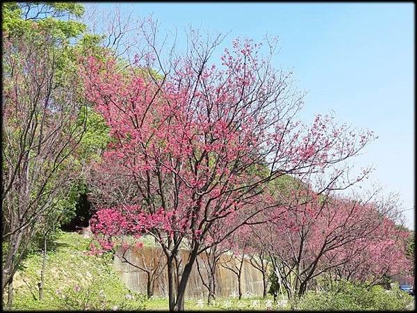 壽山岩公園賞櫻-2_017.jpg