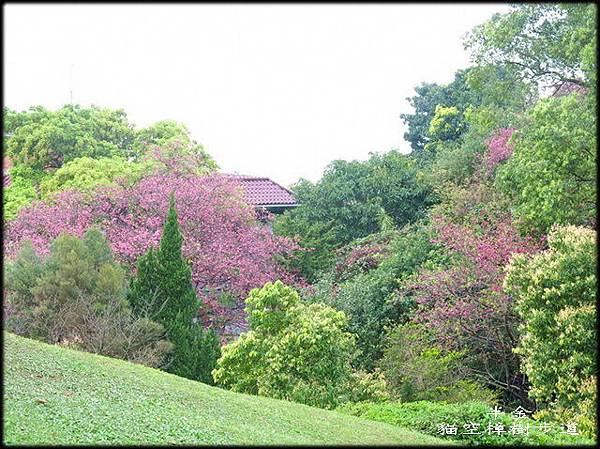 樟樹步道_053.jpg