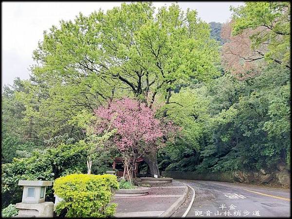 觀音山林梢步道-2_012.jpg