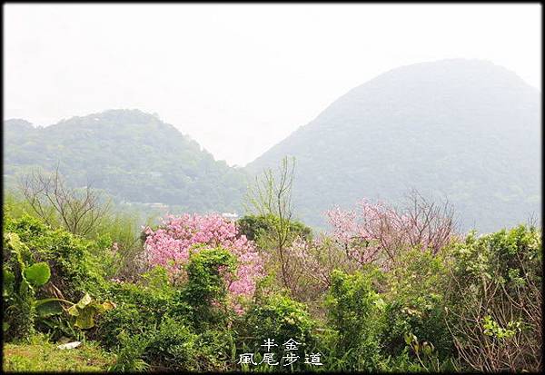 風尾步道_056.jpg