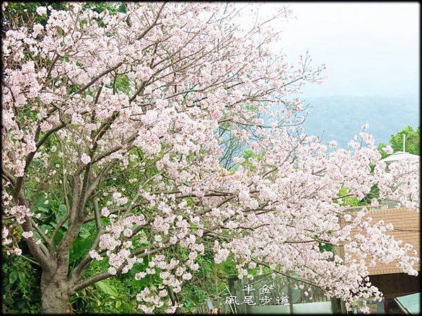 風尾步道_075.jpg