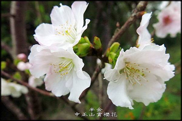 中正山賞櫻花_018.jpg