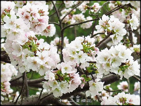 中正山賞櫻花_041.jpg