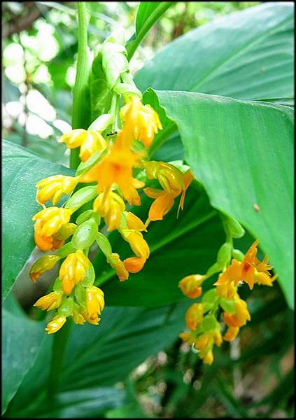 20200626植物園_004.jpg