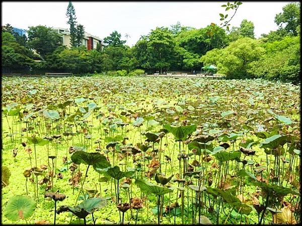 20200626植物園_028.jpg