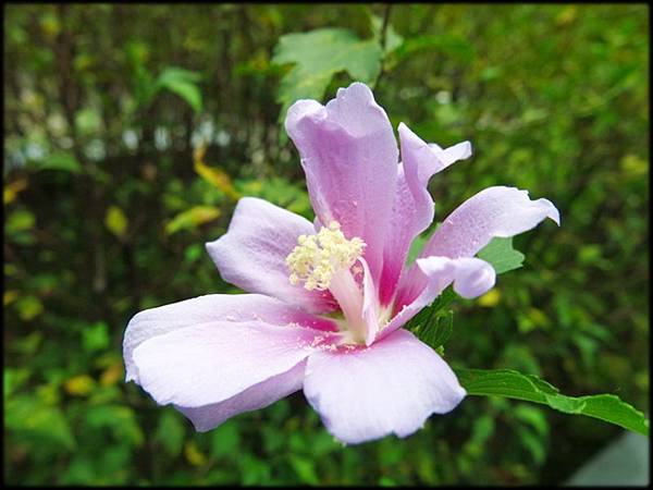 20200626植物園_049.jpg