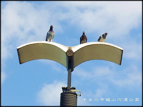 北市龍山河濱公園_040.jpg