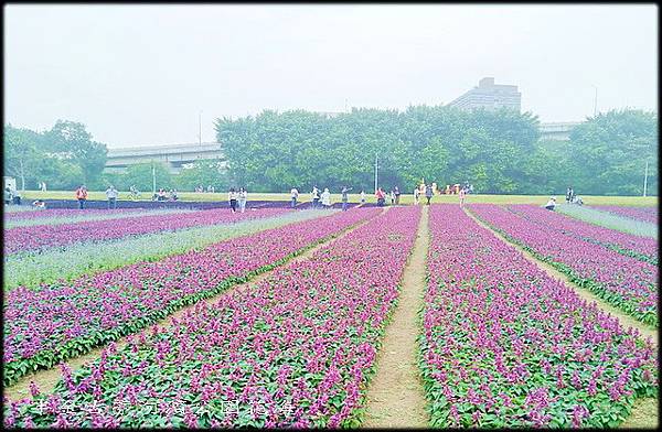 古亭河濱公園紫色花海-1_003.jpg