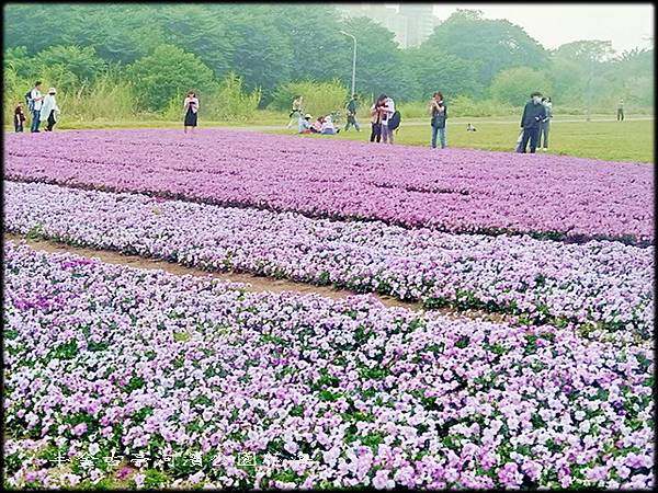 古亭河濱公園紫色花海-1_013.jpg