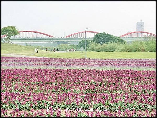 古亭河濱公園紫色花海-2_056.jpg