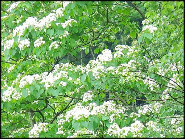 土城桐花公園_004.jpg