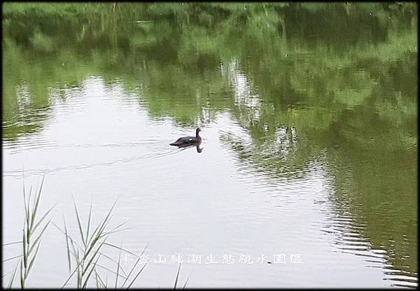 山豬湖生態親水園區_026.jpg