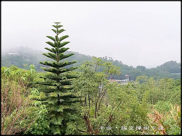 貓空樟樹步道_019.jpg