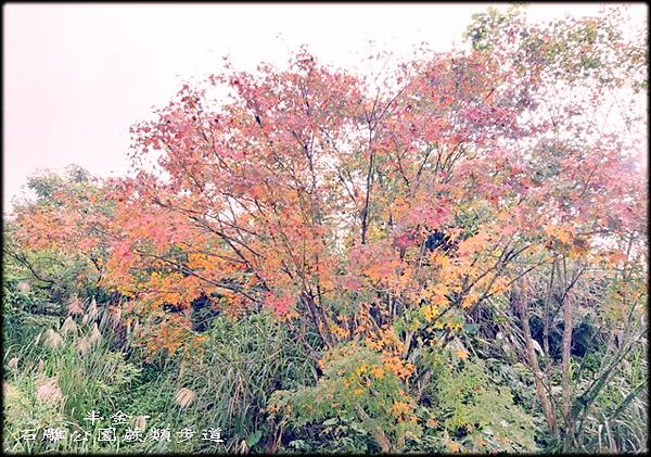 坪林石雕公園蕨類步道_003.jpg