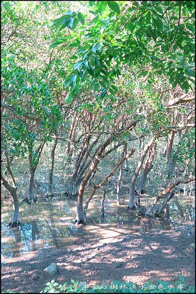 紅樹林淡水金色水岸_002.jpg