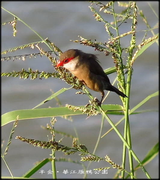 雁鴨公園_62.jpg