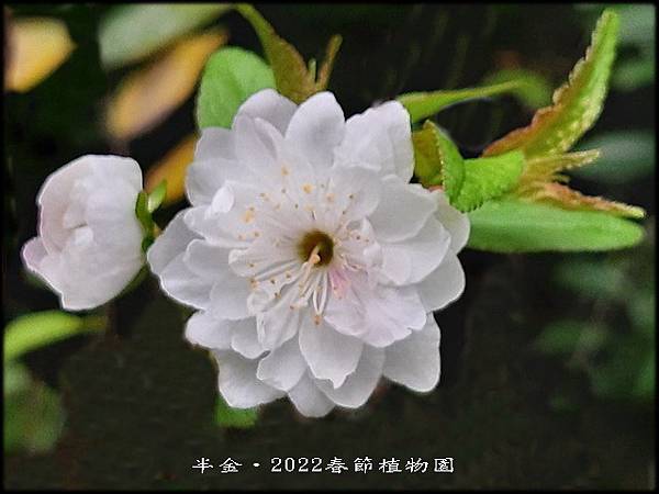 2022春節植物園_24.jpg