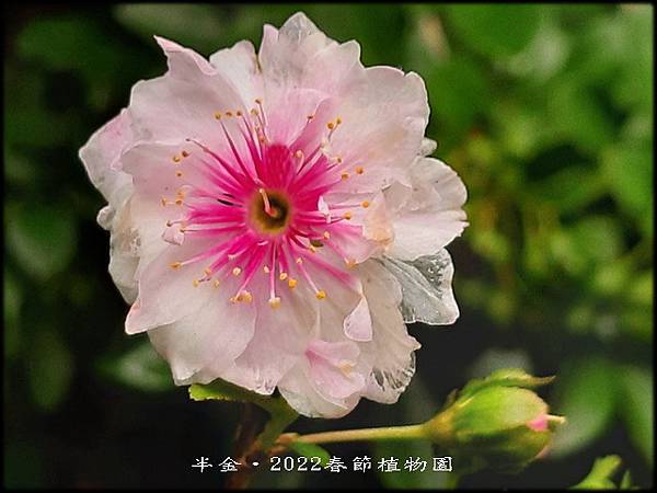 2022春節植物園_23.jpg