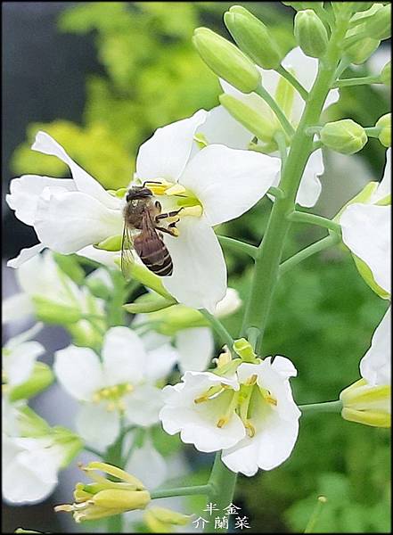 2020大安森林公園賞花_005.jpg