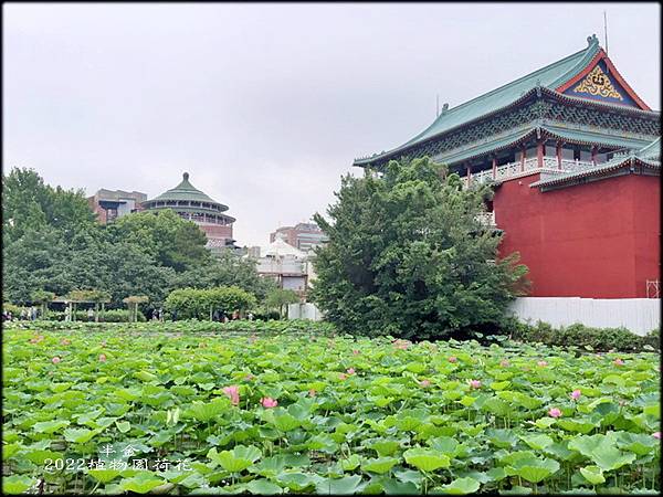 2022植物園荷花-1_001.jpg