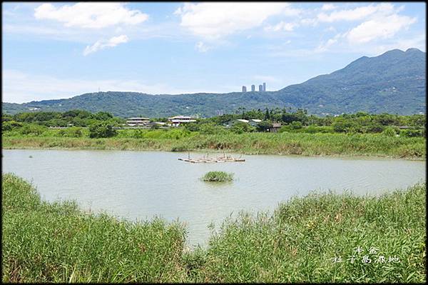 社子島濕地_004.jpg