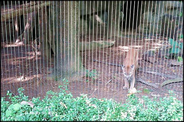 木柵動物園_031.jpg