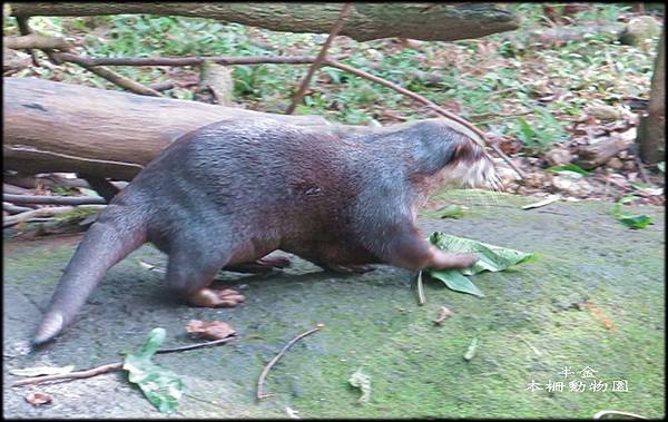 木柵動物園_034.jpg