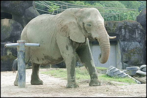 木柵動物園_042.jpg